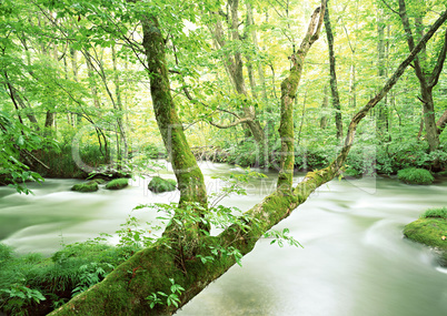 Streams of Mountains and Nature