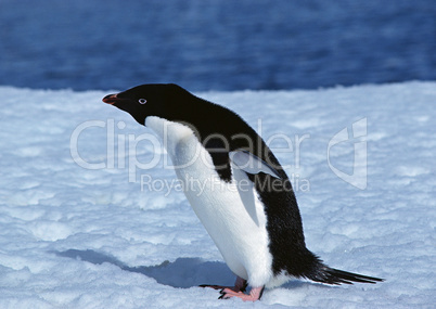 Marine Animals