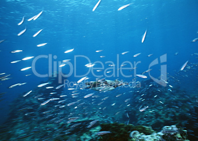 Marine Animals