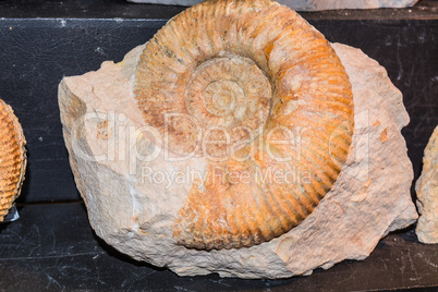 Ammonit Fossile