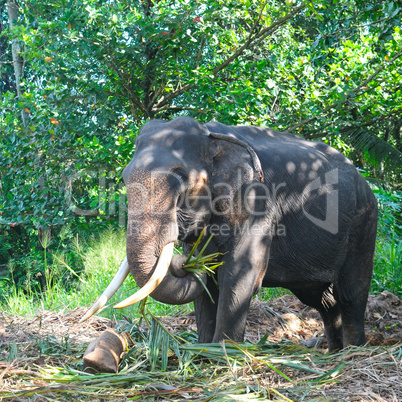 Asian elephant with tusks in the forest