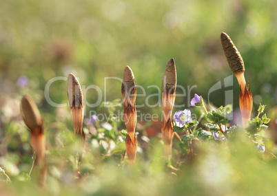 Seasonal Colors and Small Natural Scene