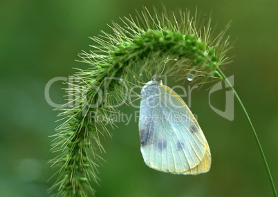 Seasonal Colors and Small Natural Scene