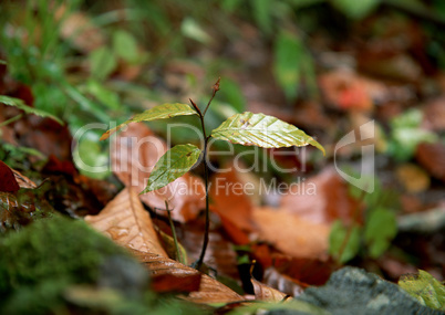 Seasonal Colors and Small Natural Scene