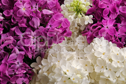 Bouquet of white and pink lilac