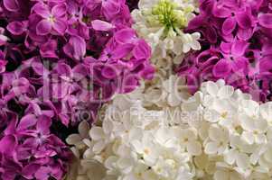 Bouquet of white and pink lilac