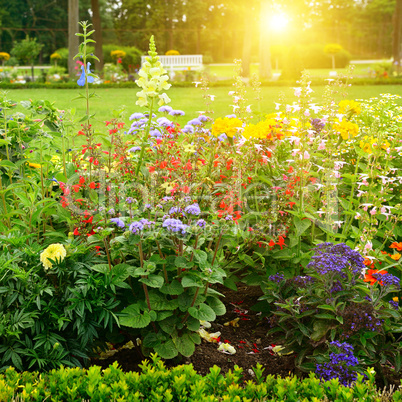 Multicolored flowerbed in park on sunny morning