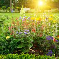 Multicolored flowerbed in park on sunny morning