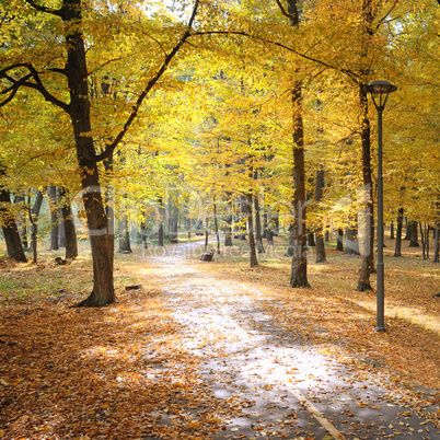 Autumn park and fallen leaves