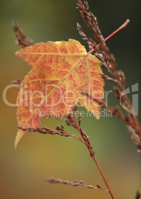 Seasonal Colors and Small Natural Scene Seasonal Colors and Small Natural Scene