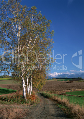 Roads With Landscapes