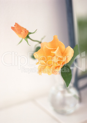 Lifestyle with Decorative Flowers Lifestyle with Decorative Flowers