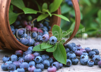 Natural Fruit Harvest