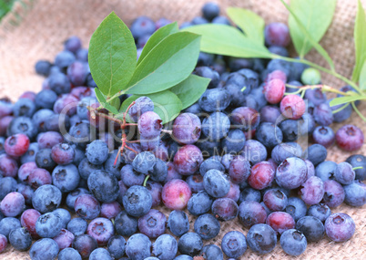 Natural Fruit Harvest