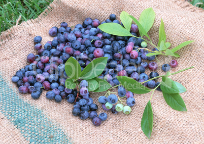 Natural Fruit Harvest