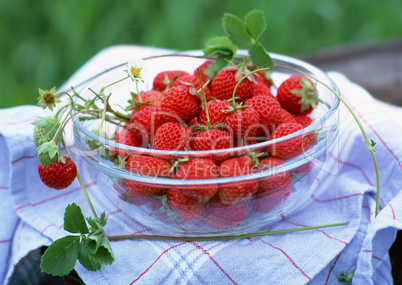 Natural Fruit Harvest