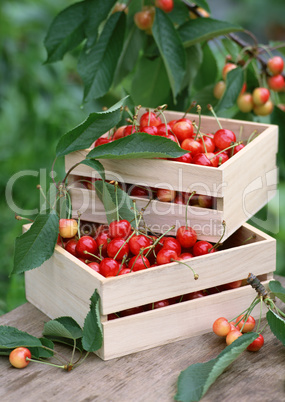 Natural Fruit Harvest