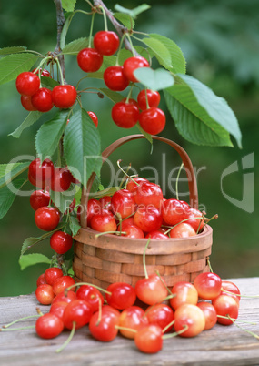 Natural Fruit Harvest