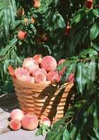 Natural Fruit Harvest