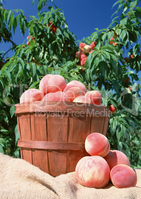 Natural Fruit Harvest