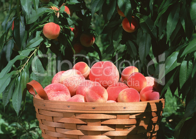 Natural Fruit Harvest