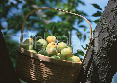Natural Fruit Harvest