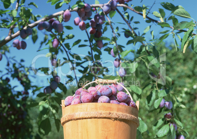 Natural Fruit Harvest