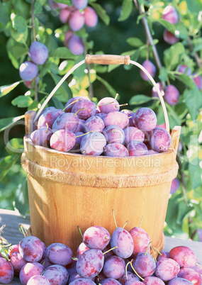 Natural Fruit Harvest