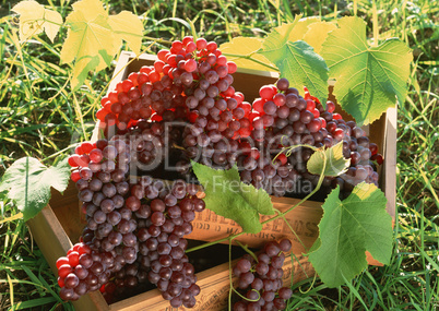 Natural Fruit Harvest