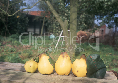 Natural Fruit Harvest