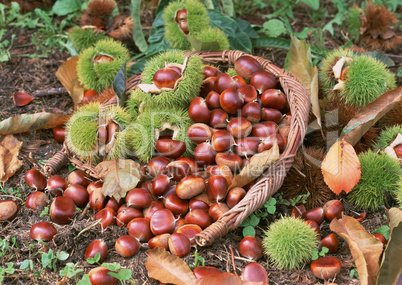 Natural Fruit Harvest