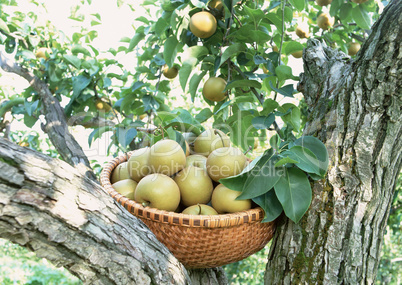 Natural Fruit Harvest