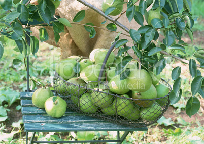 Natural Fruit Harvest