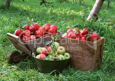 Natural Fruit Harvest