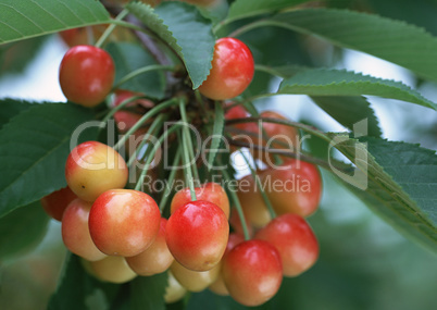 Natural Fruit Harvest