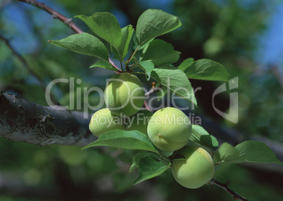 Natural Fruit Harvest