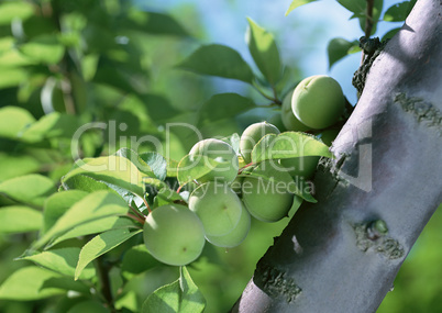 Natural Fruit Harvest