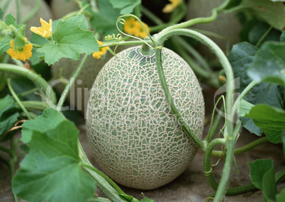 Natural Fruit Harvest