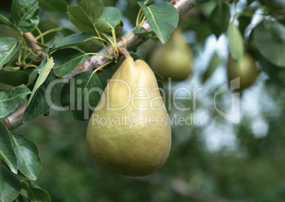 Natural Fruit Harvest