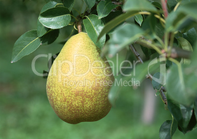 Natural Fruit Harvest