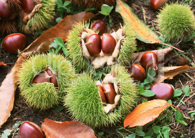 Natural Fruit Harvest