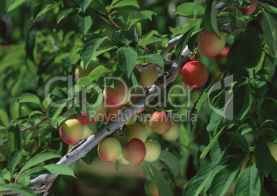 Natural Fruit Harvest