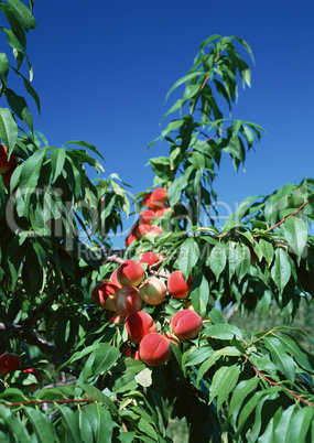 Natural Fruit Harvest Natural Fruit Harvest