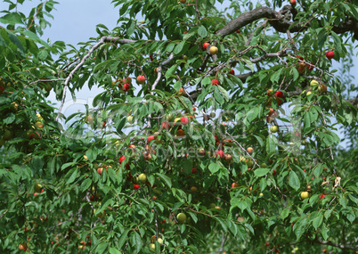 Natural Fruit Harvest