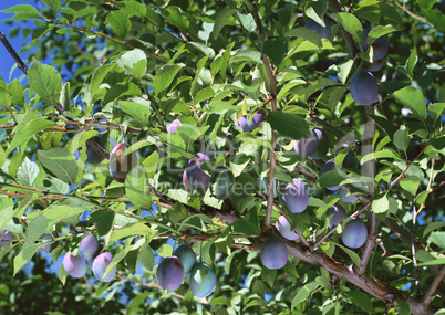 Natural Fruit Harvest