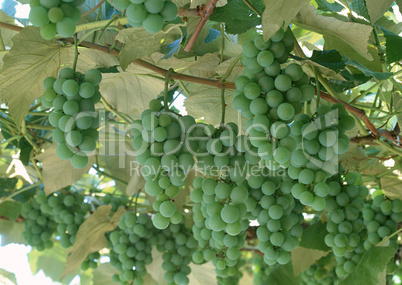 Natural Fruit Harvest