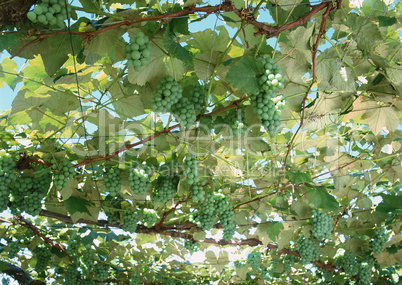 Natural Fruit Harvest Natural Fruit Harvest