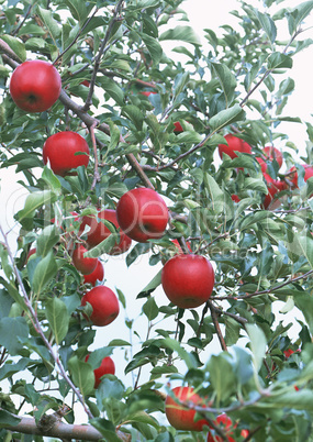 Natural Fruit Harvest