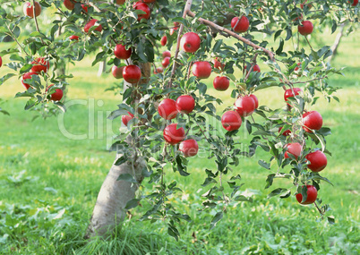 Natural Fruit Harvest