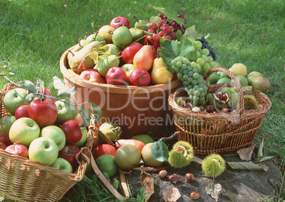 Natural Fruit Harvest